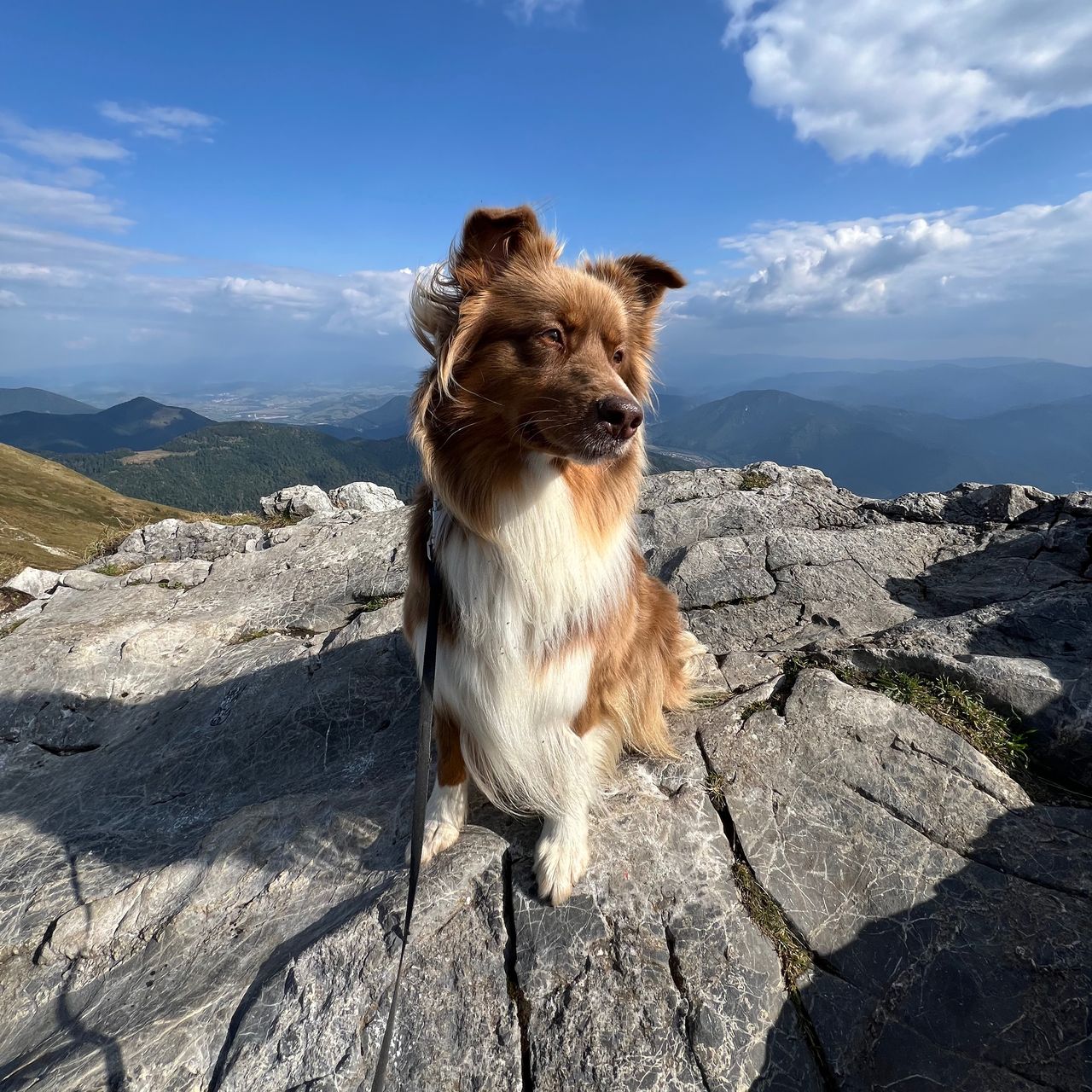 Soutěžní fotografie - Lori,  Australský ovčák