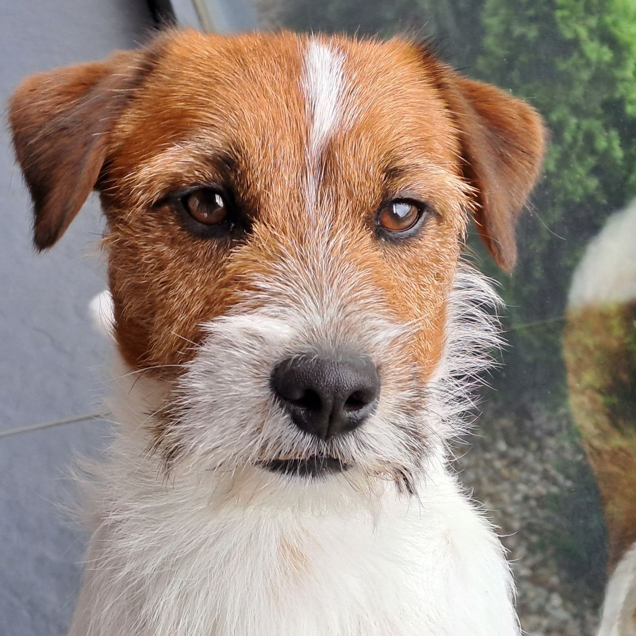 Soutěžní fotografie - Max,  Jack Russell Teriér