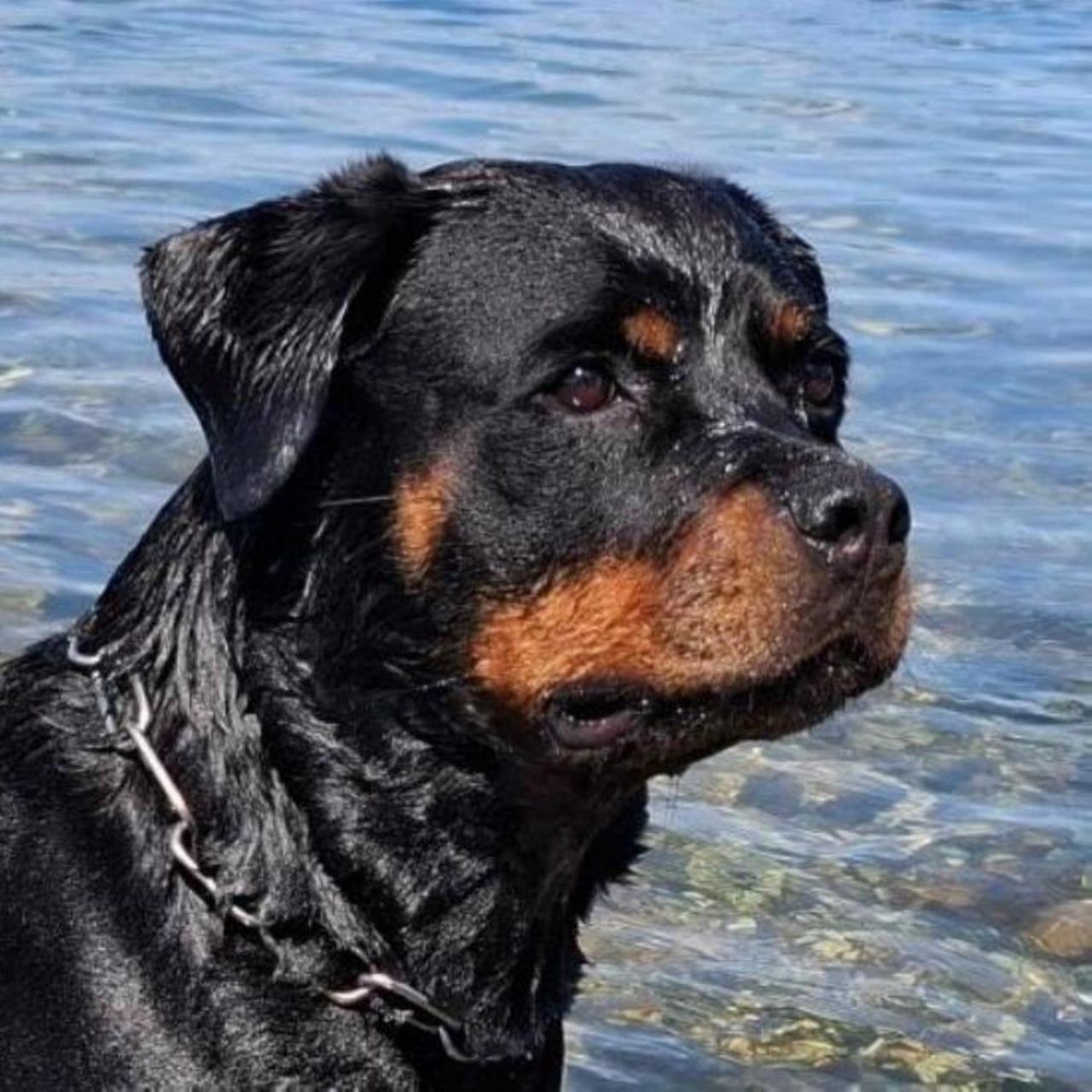 Soutěžní fotografie - Reena,  Rotvajler