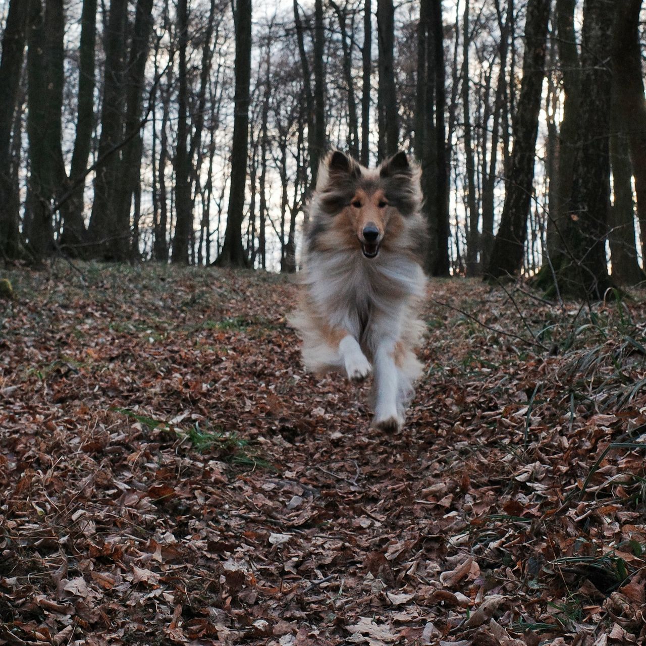 Soutěžní fotografie - Doli,  Kolie dlouhosrstá