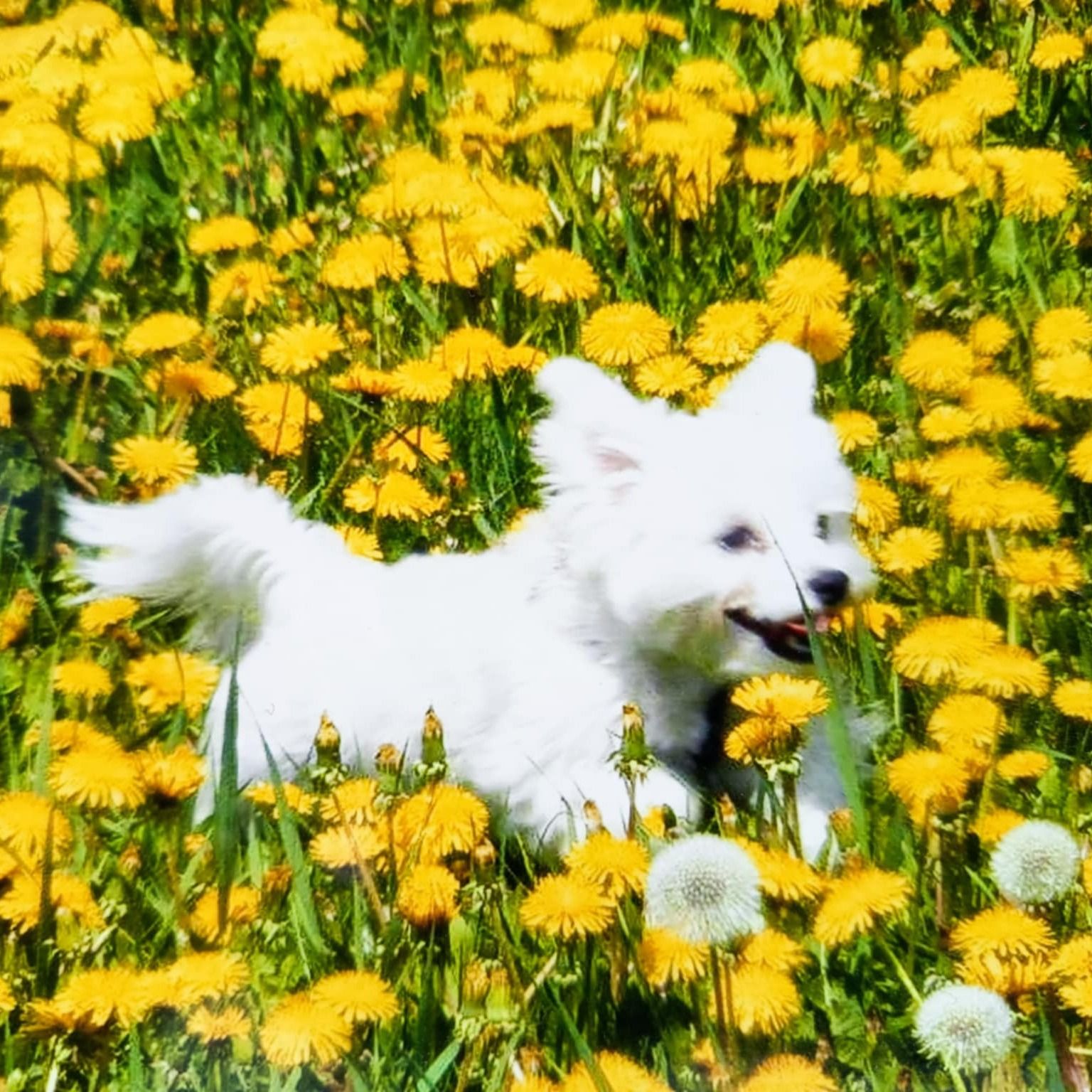 Soutěžní fotografie - Frodo,  Maltézský psík
