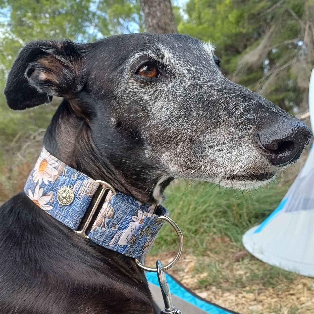 Soutěžní fotografie - Pitera,  Španělský galgo