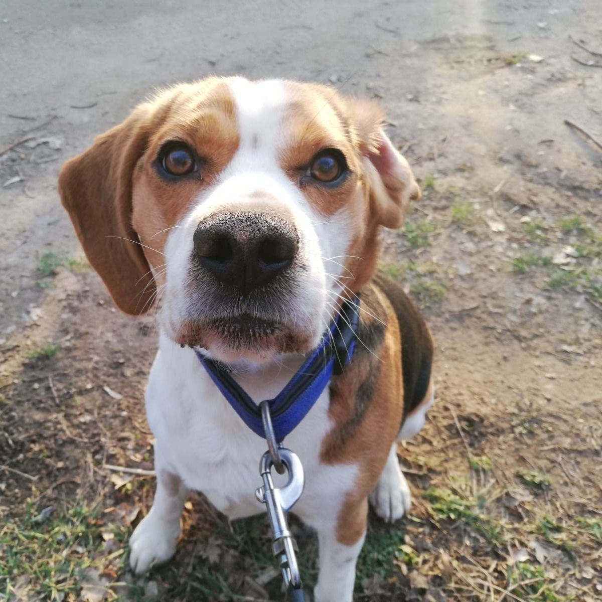 Soutěžní fotografie - Ilona,  Beagle