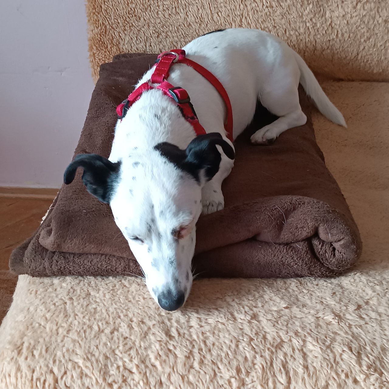 Soutěžní fotografie - Fída,  Jack Russell Teriér