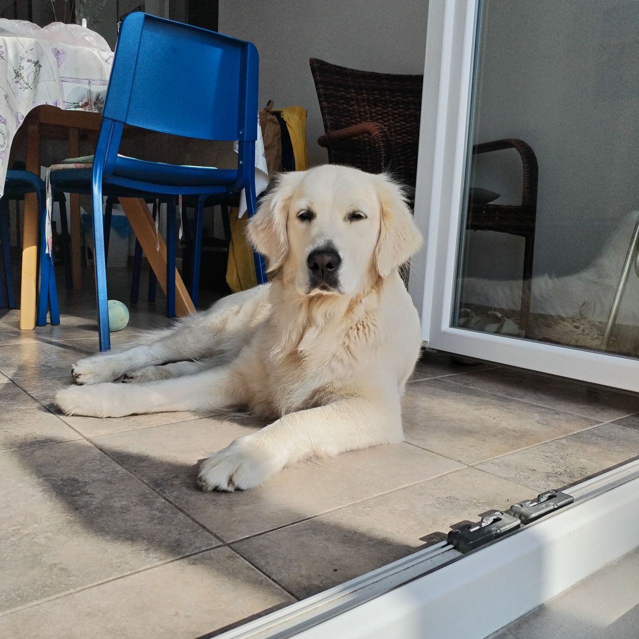 Soutěžní fotografie - Mia,  Zlatý retriever