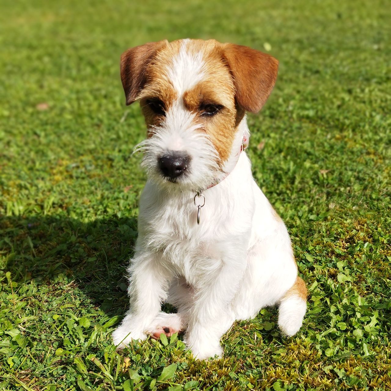Soutěžní fotografie - Brownie,  Jack Russell Teriér