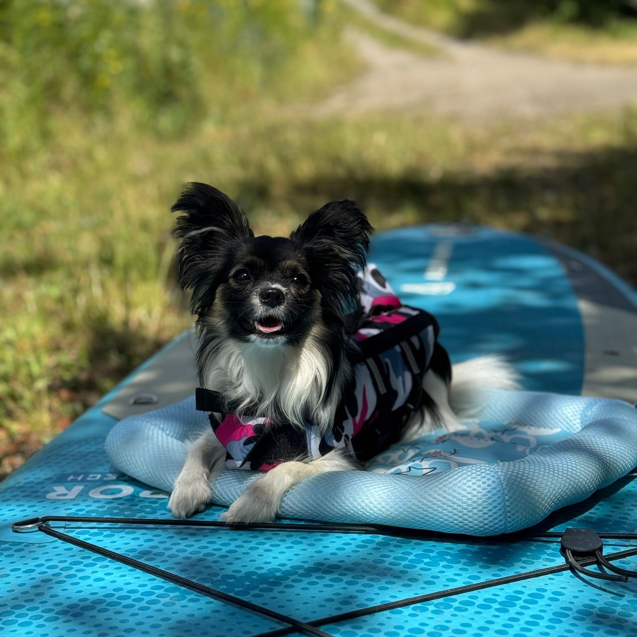 Soutěžní fotografie - Amy,  Papillon