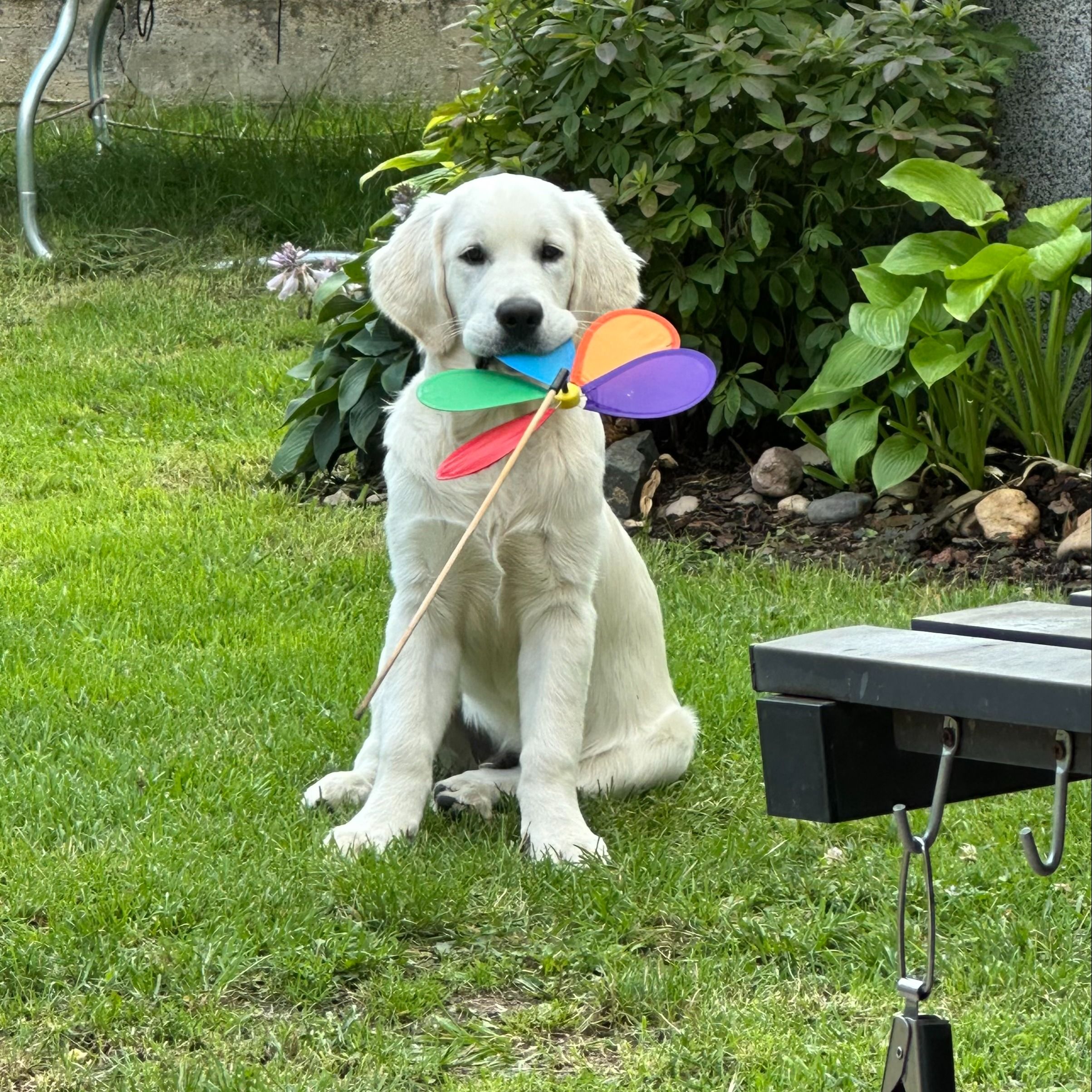 Soutěžní fotografie - Simba,  Zlatý retriever