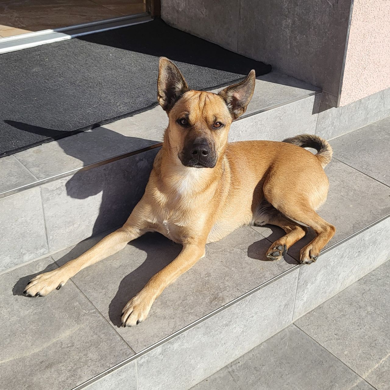 Soutěžní fotografie - Dobby,  Ostatní