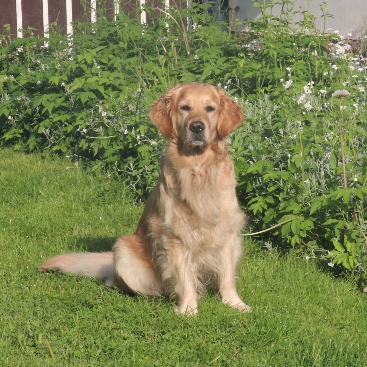 Soutěžní fotografie - Syndy,  Zlatý retriever