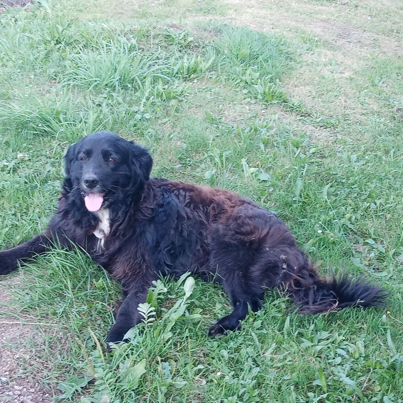 Soutěžní fotografie - Berry,  Flat Coated Retriever
