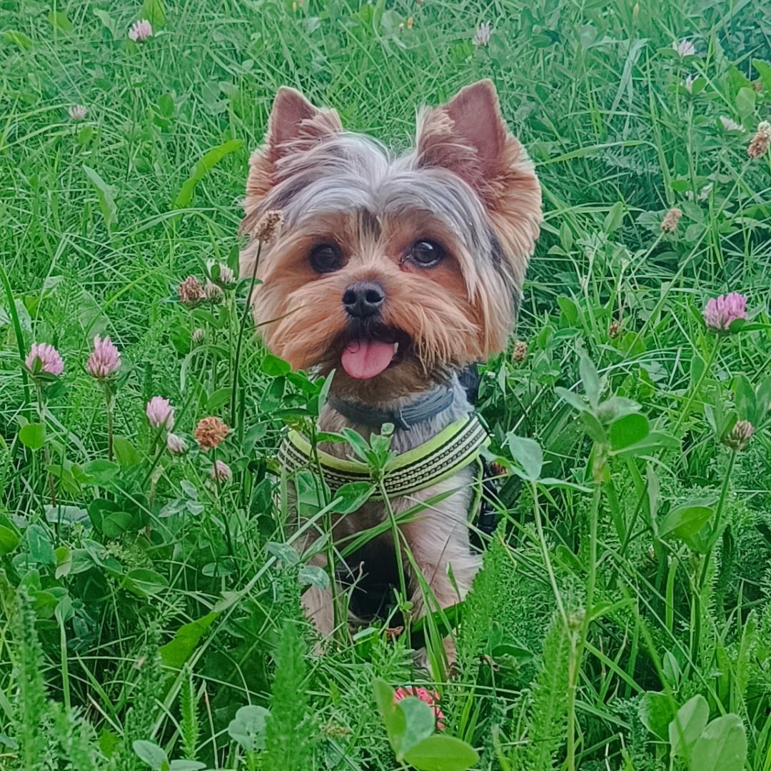 Soutěžní fotografie - Loki,  Yorkšírský terier