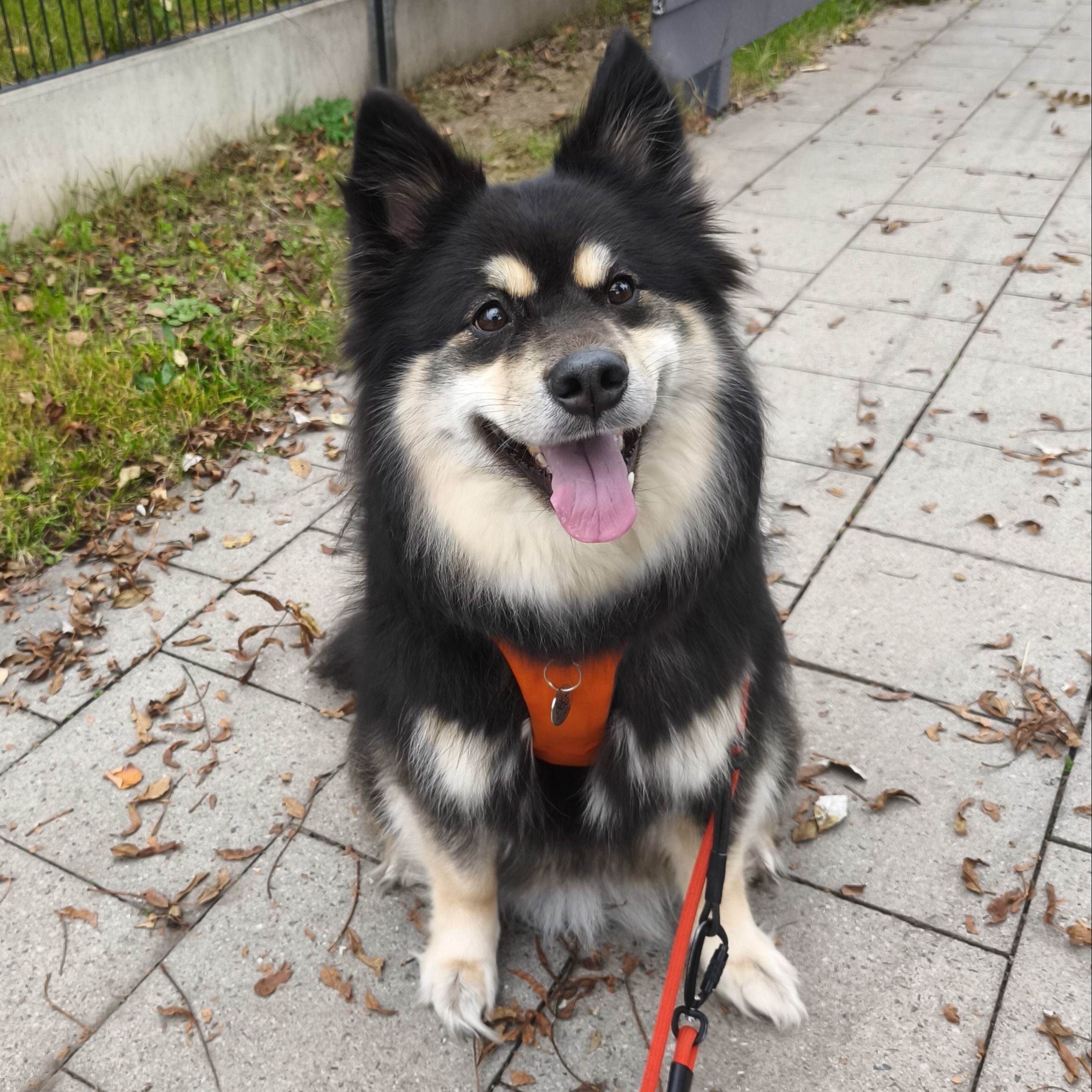 Soutěžní fotografie - Ellie,  Lapinkoira