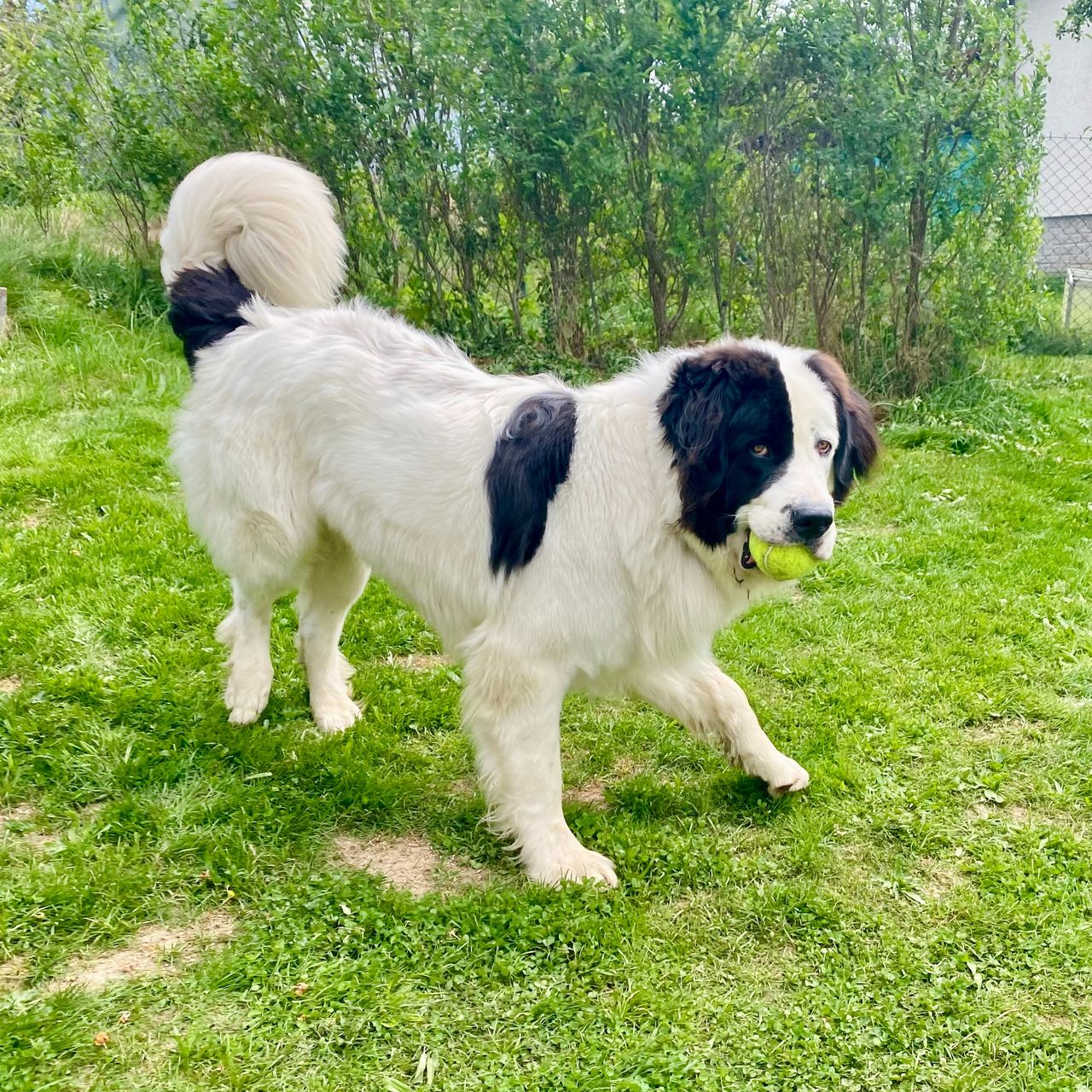 Soutěžní fotografie - Dobby,  Landseer