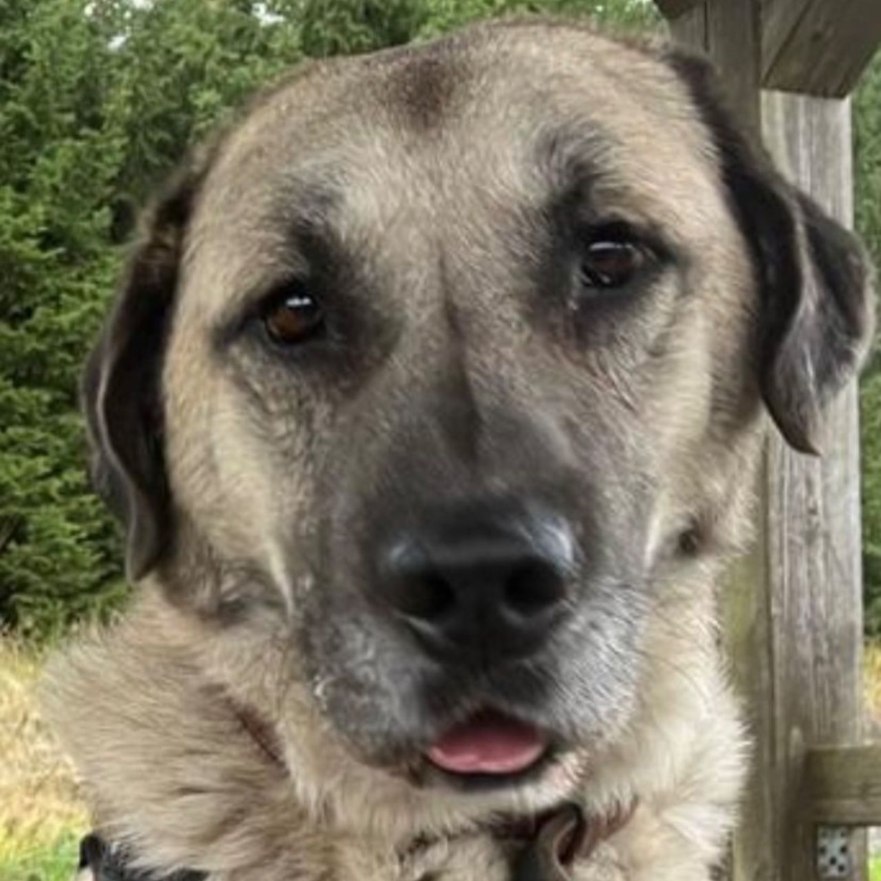 Soutěžní fotografie - Balou,  Kangalský pastevecký pes