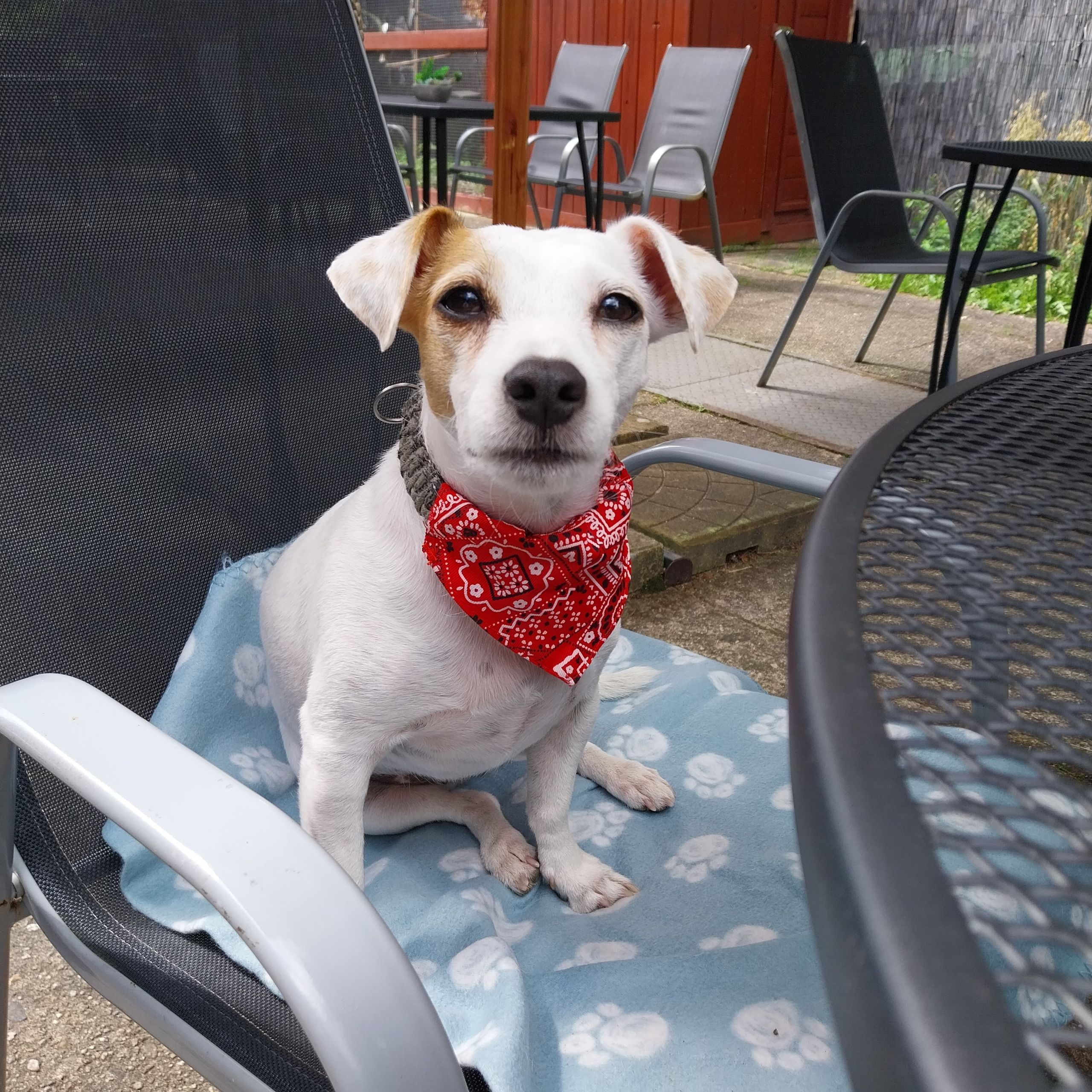 Soutěžní fotografie - Ebi,  Jack Russell Teriér