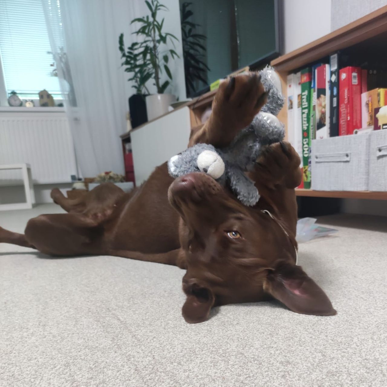 Soutěžní fotografie - Phoebe Fíbí,  Labradorský retriever