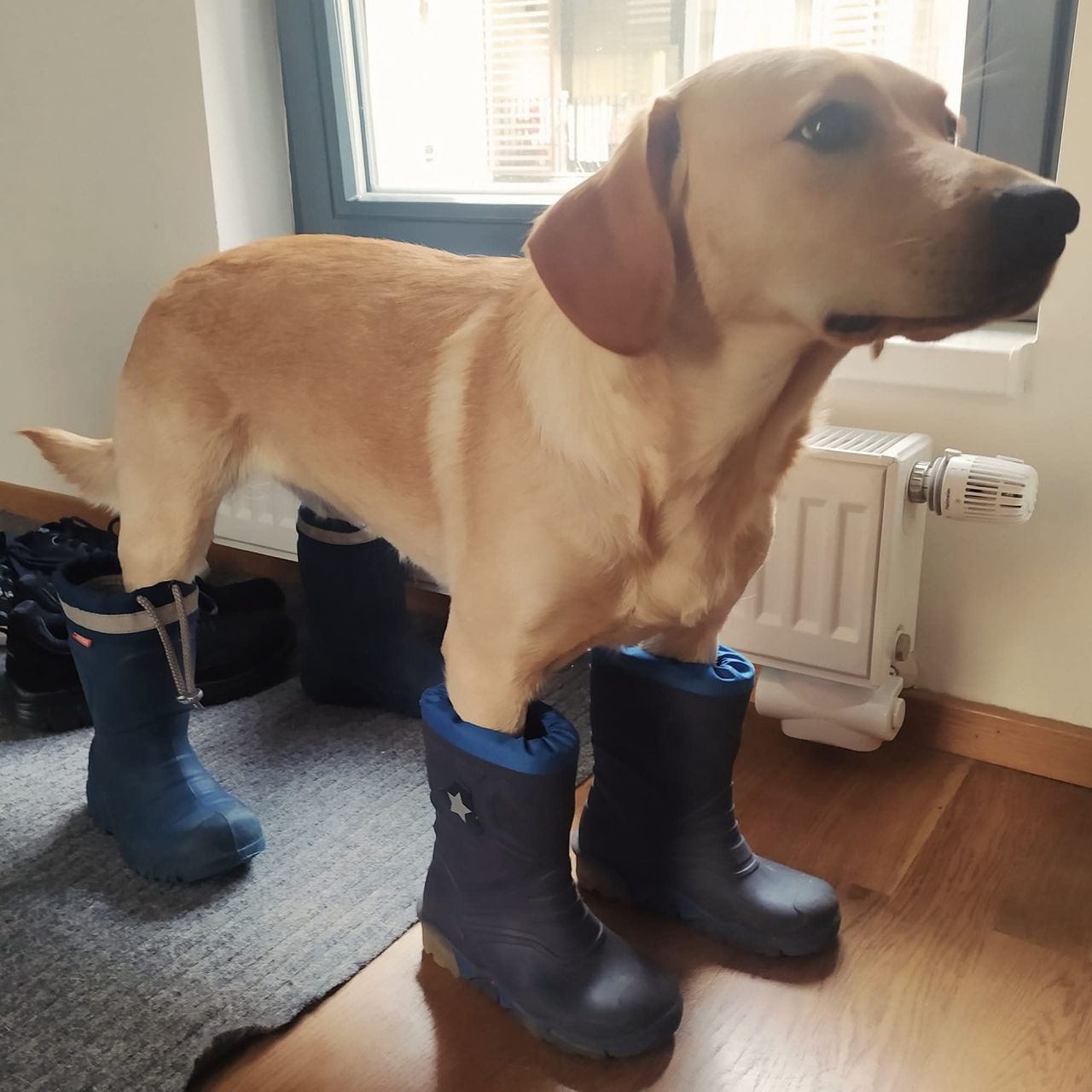 Soutěžní fotografie - Matylda,  Labradorský retriever
