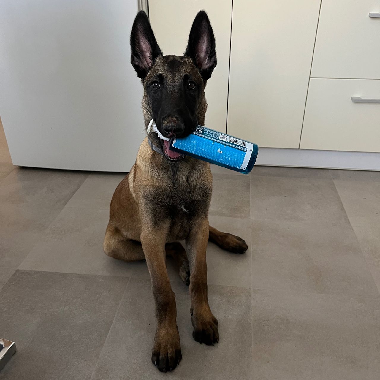 Soutěžní fotografie - Alaric,  Belgický ovčák - Malinois
