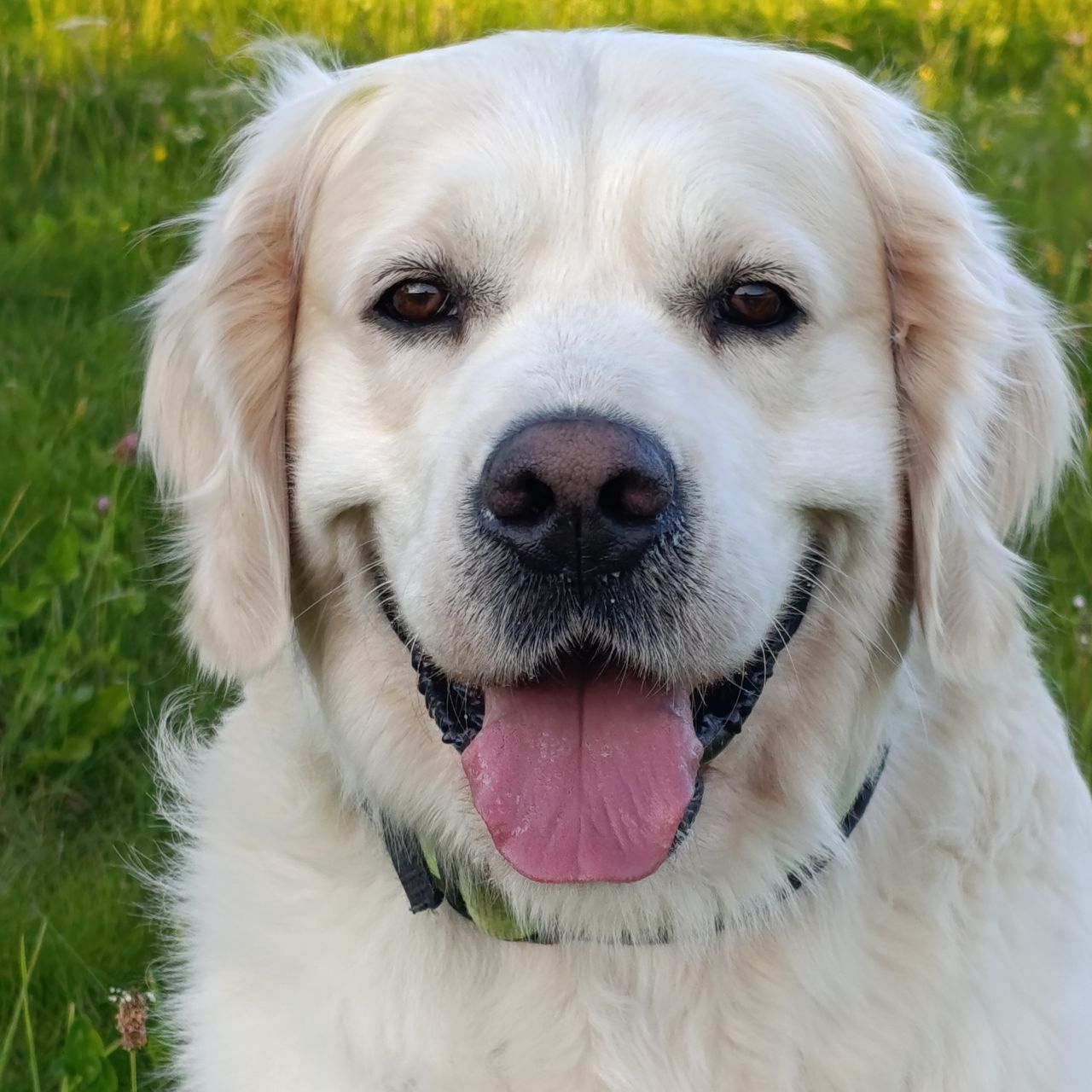 Soutěžní fotografie - Jasper,  Zlatý retriever