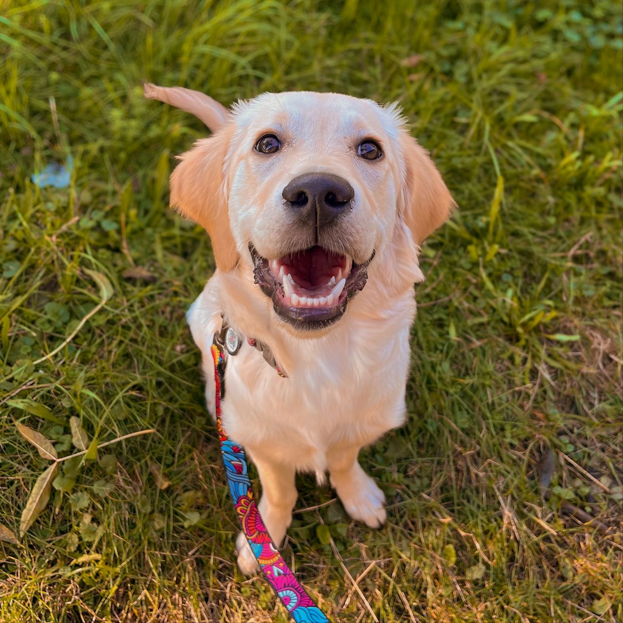 Soutěžní fotografie - Jessie,  Zlatý retriever