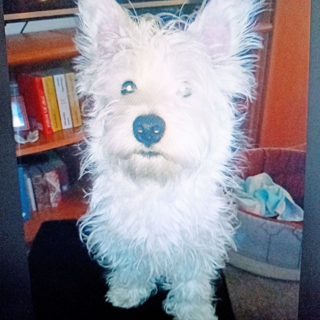 Soutěžní fotografie - Falco,  West Highland White Terrier