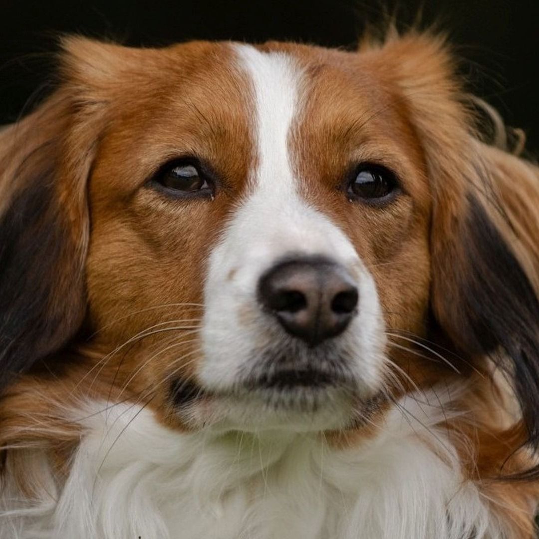 Soutěžní fotografie - Ernie,  Kooikerhondje