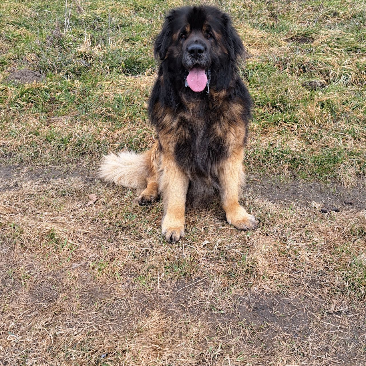 Soutěžní fotografie - Archie,  Leonberger