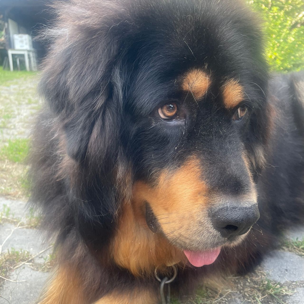 Soutěžní fotografie - Tim,  Tibetská doga