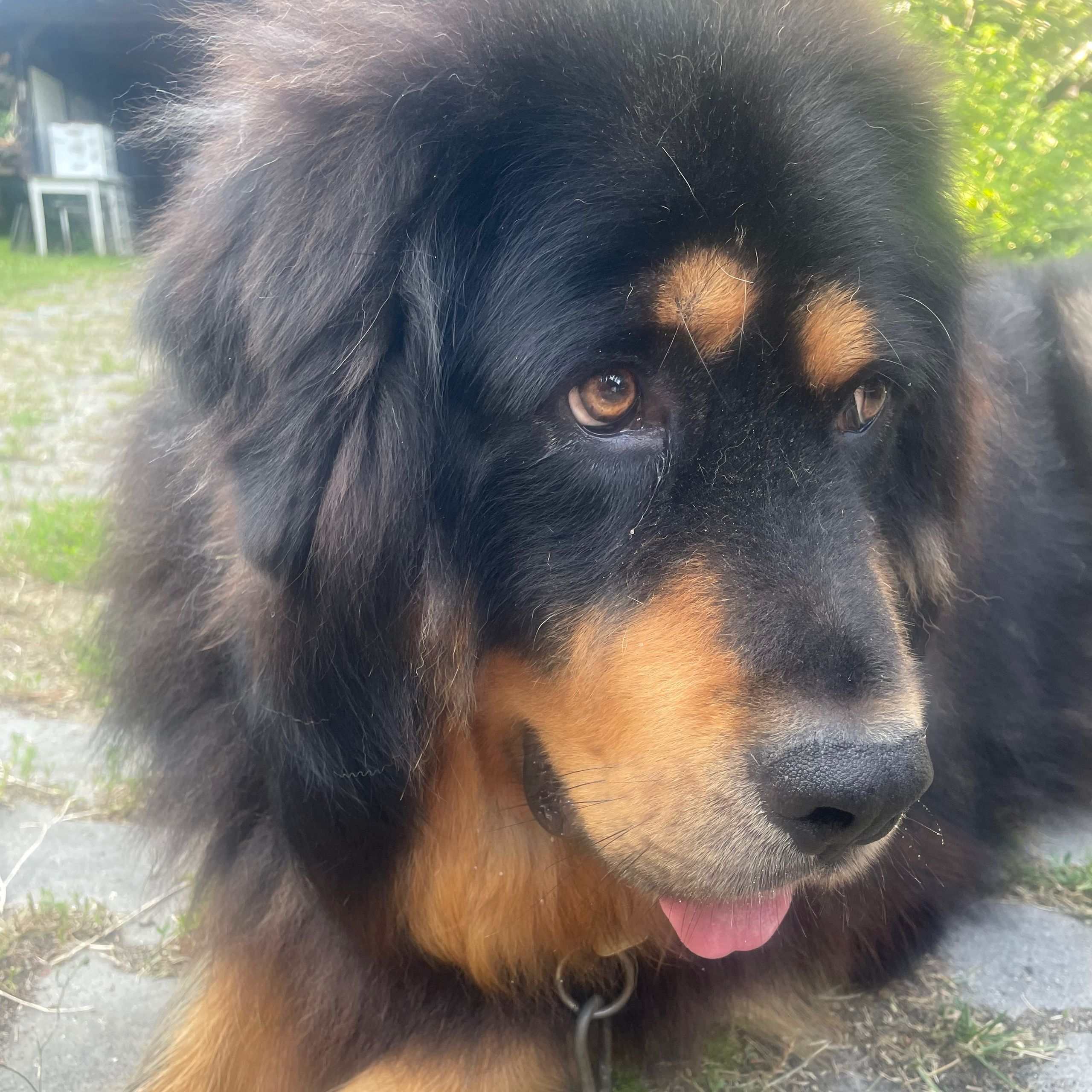 Soutěžní fotografie - Tim,  Tibetská doga