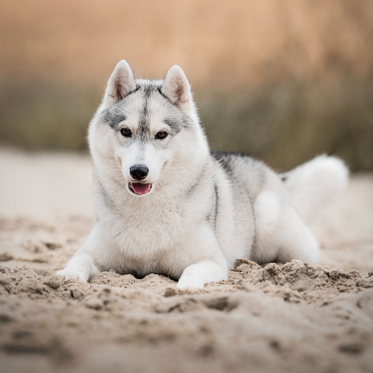 Soutěžní fotografie - Aura,  Sibiřský husky