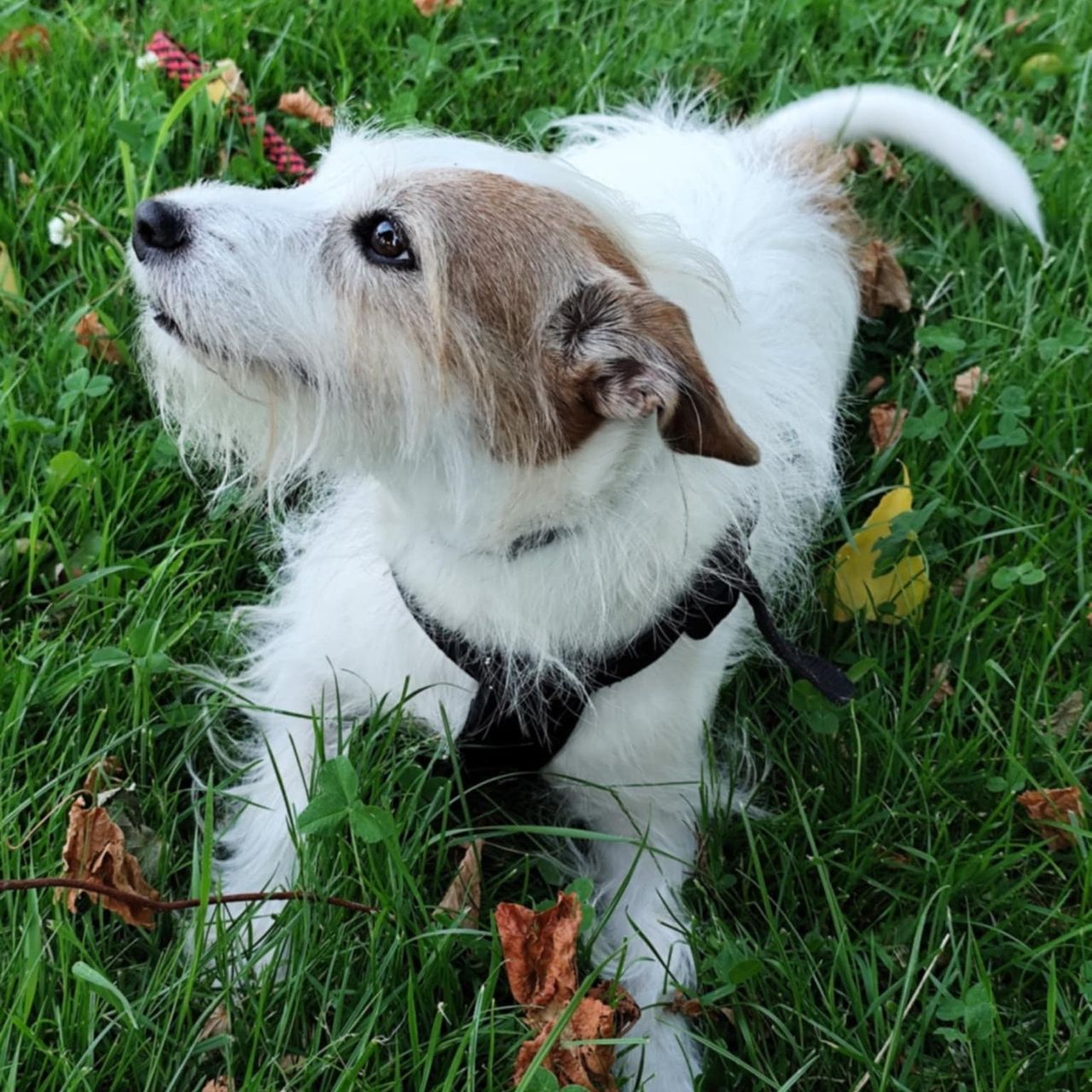 Soutěžní fotografie - Bettynka,  Jack Russell Teriér