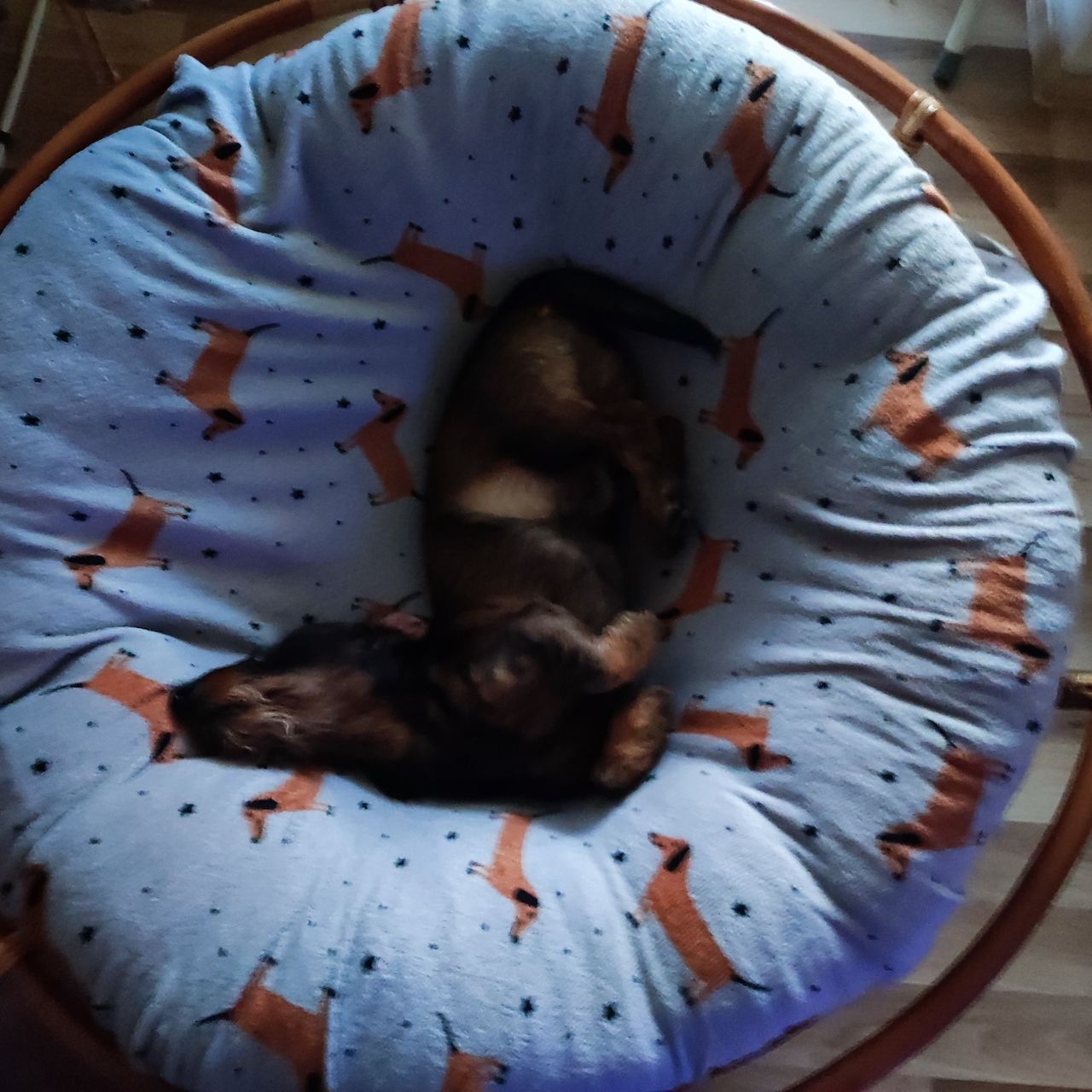 Soutěžní fotografie - Hugo,  Jezevčík