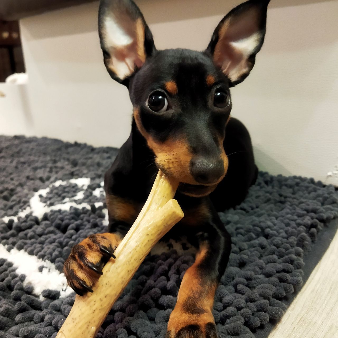 Soutěžní fotografie - Freya,  Trpasličí pinč