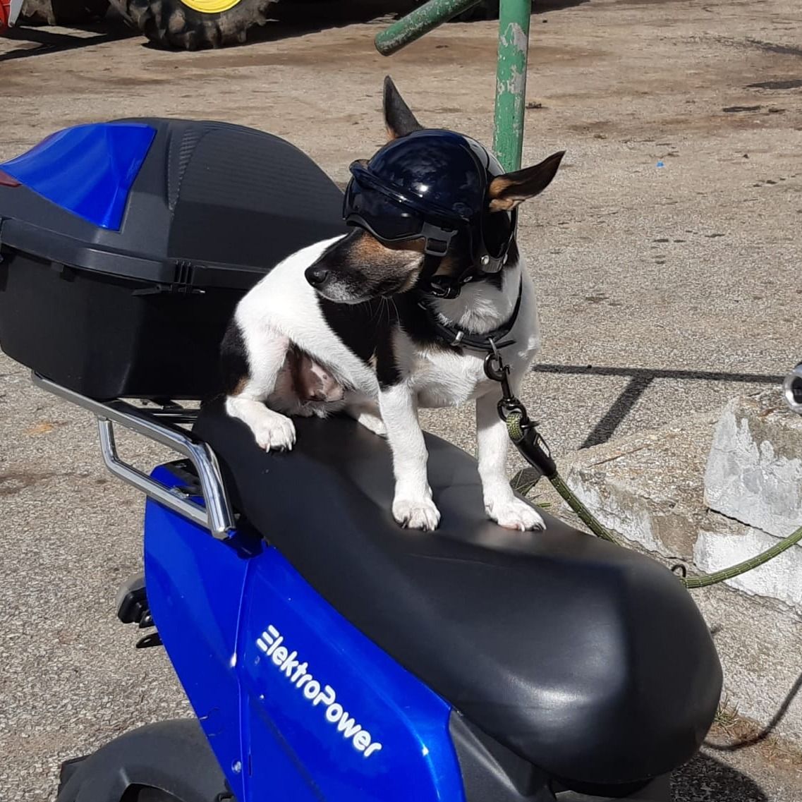 Soutěžní fotografie - Surikata,  Jack Russell Teriér
