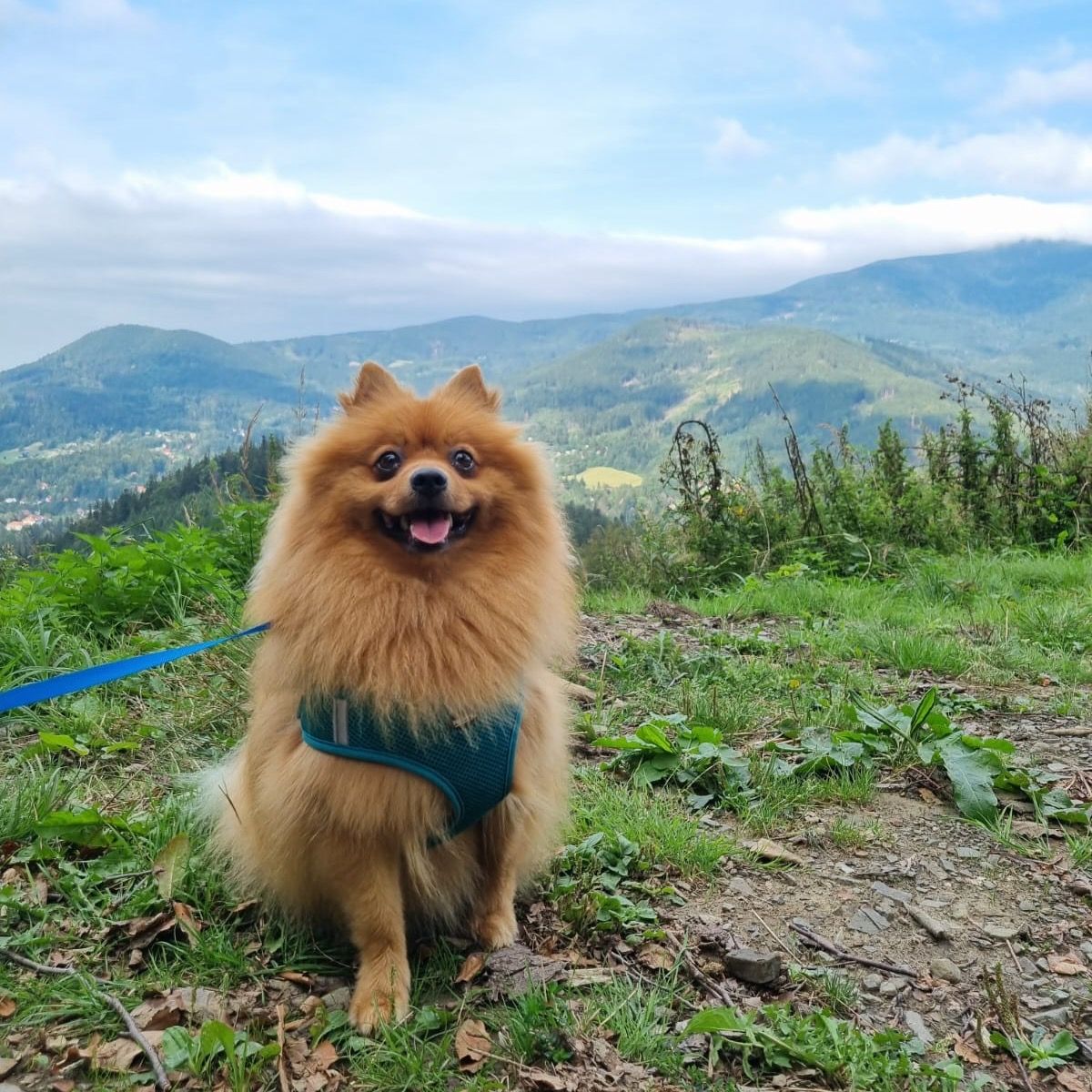 Soutěžní fotografie - Toby,  Německý špic malý