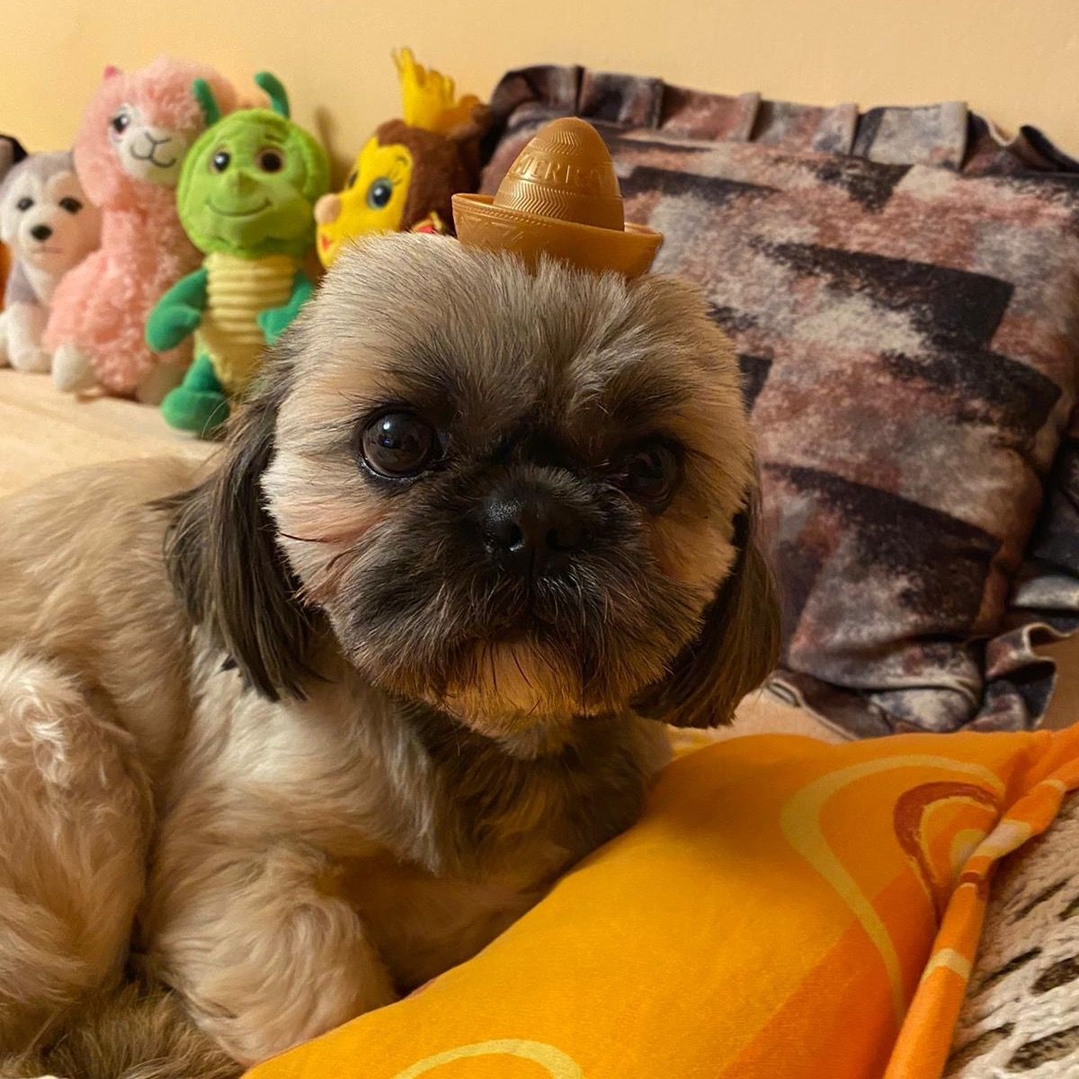 Soutěžní fotografie - Max,  Shih-tzu