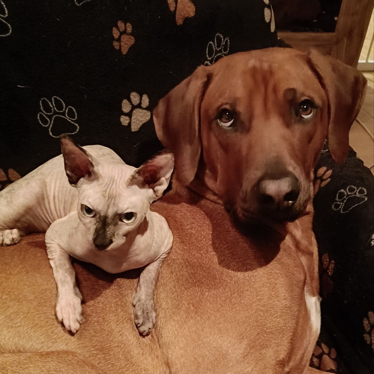 Soutěžní fotografie - Robin,  Rhodéský ridgeback