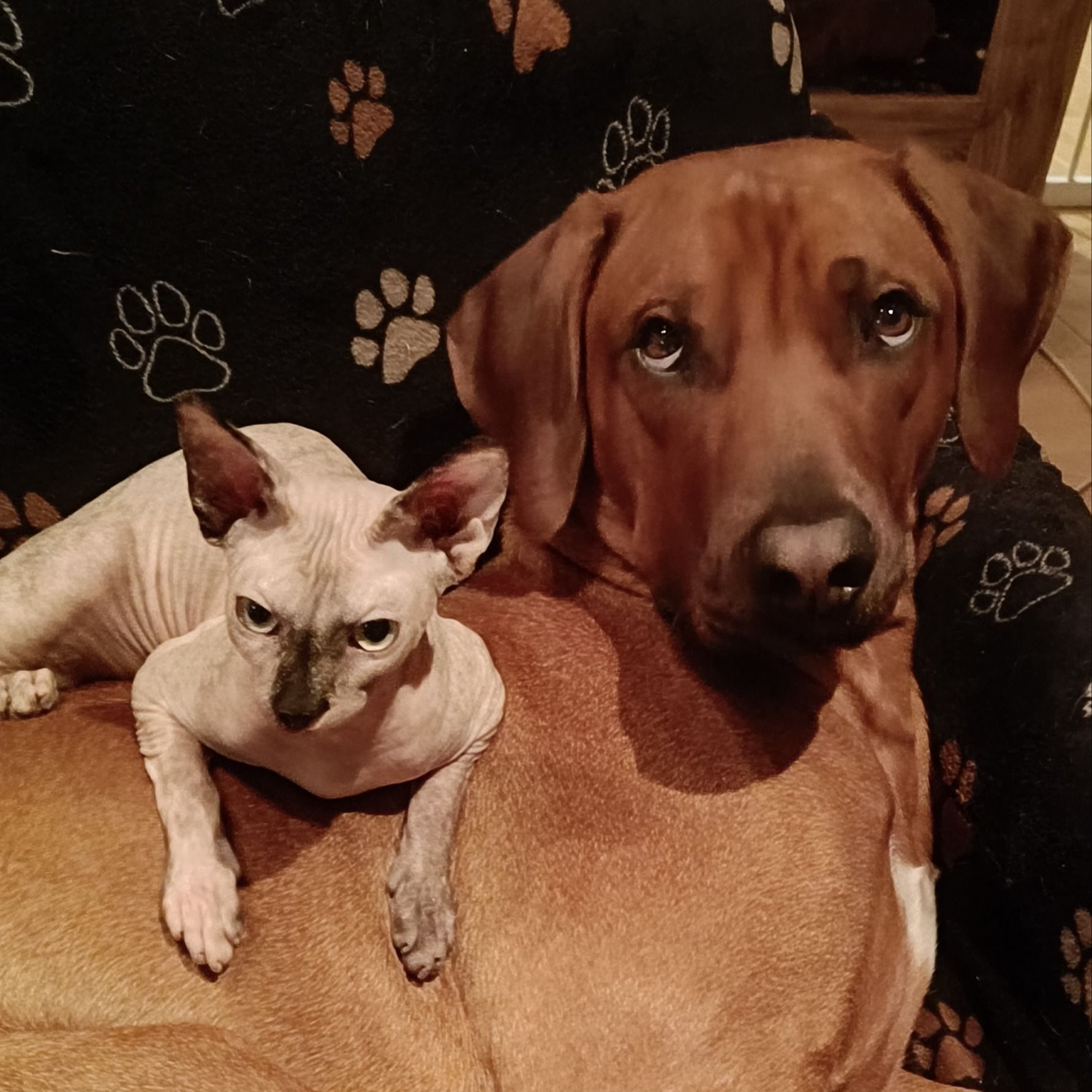 Soutěžní fotografie - Robin,  Rhodéský ridgeback