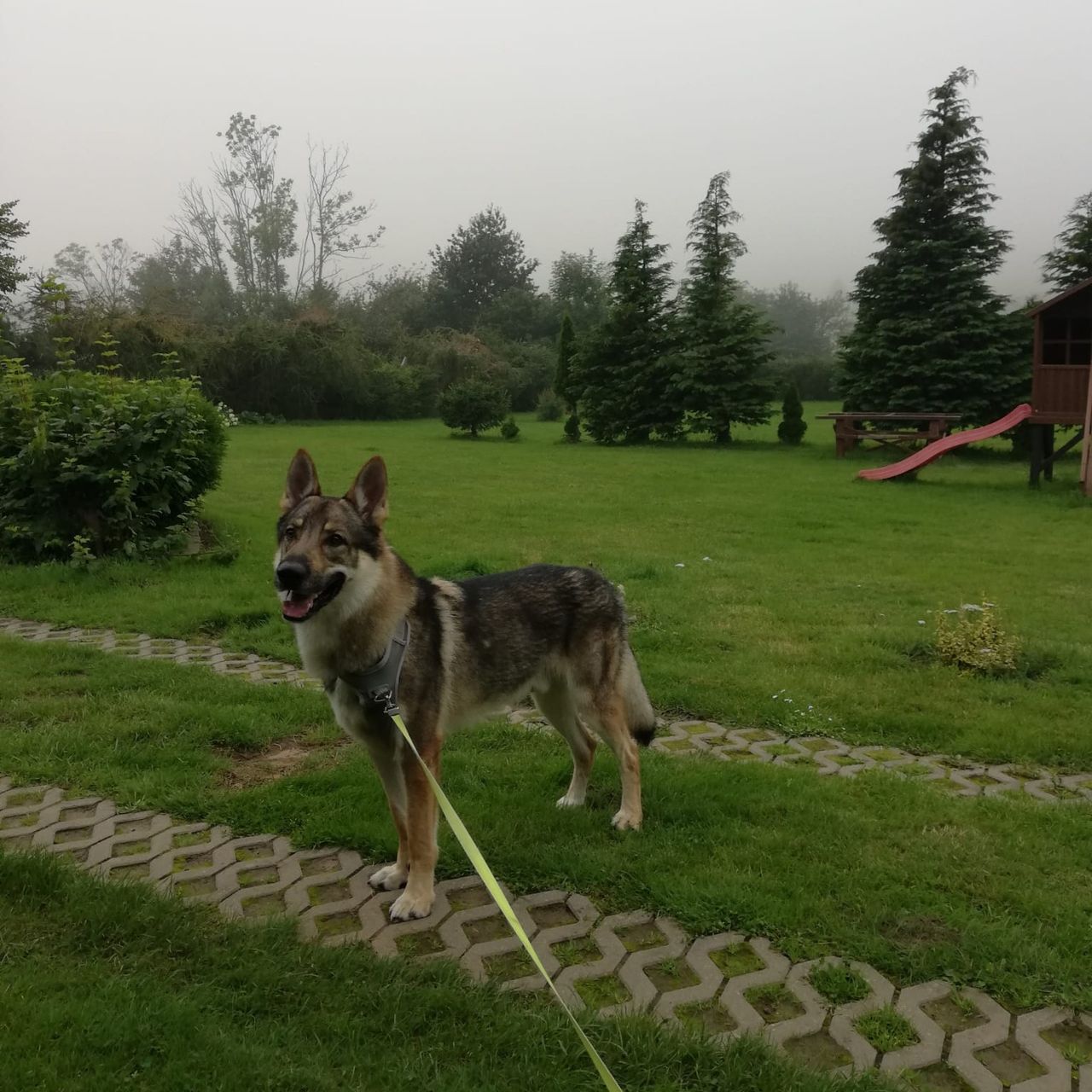 Soutěžní fotografie - Gandalf,  Československý vlčák