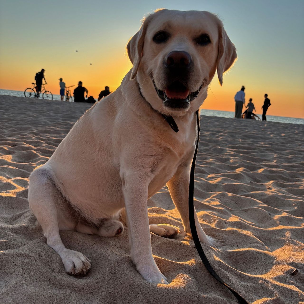 Soutěžní fotografie - Neville Casper Ricci,  Labradorský retriever
