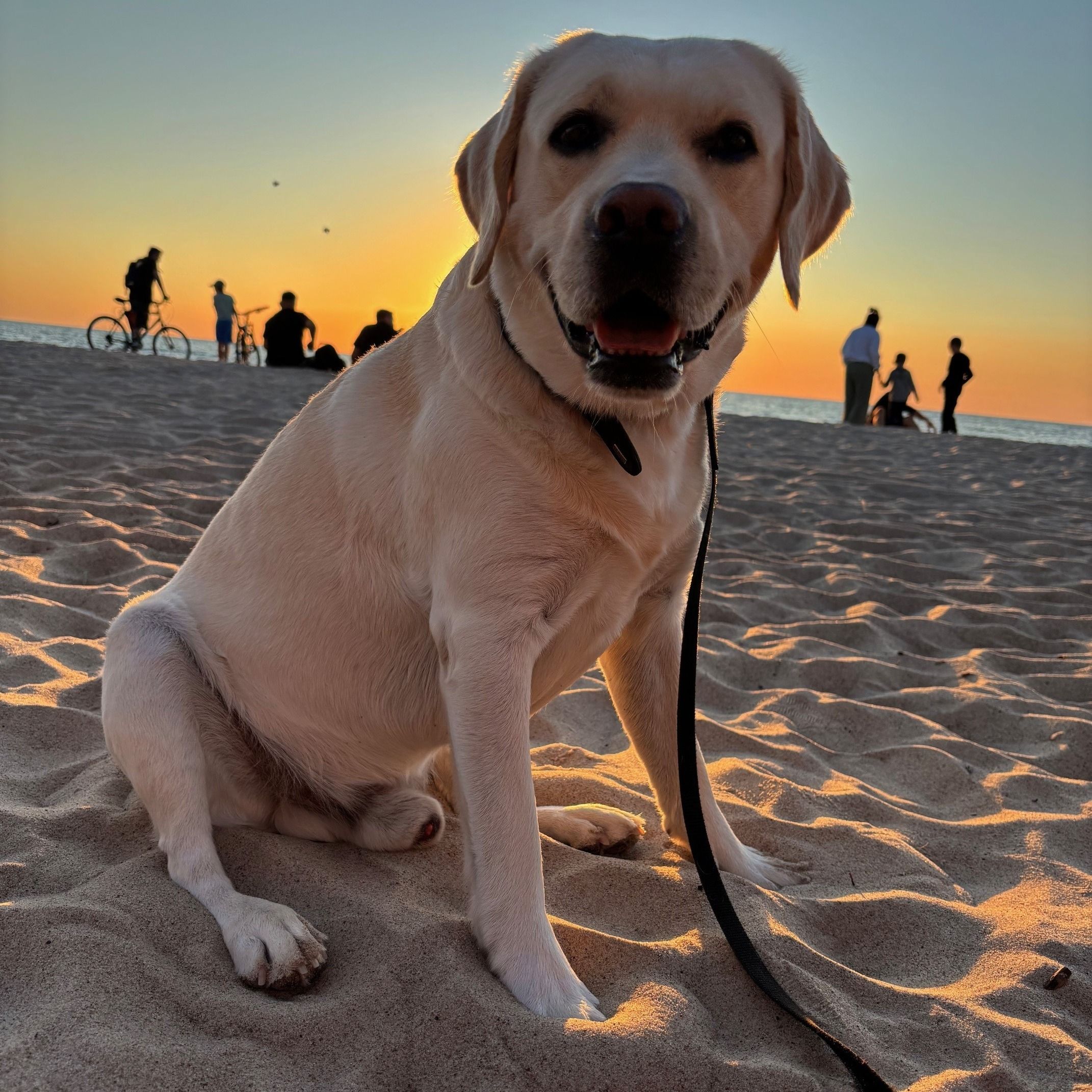 Soutěžní fotografie - Neville Casper Ricci,  Labradorský retriever