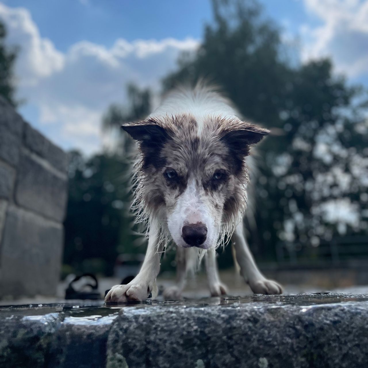 Soutěžní fotografie - Johny,  Border kolie