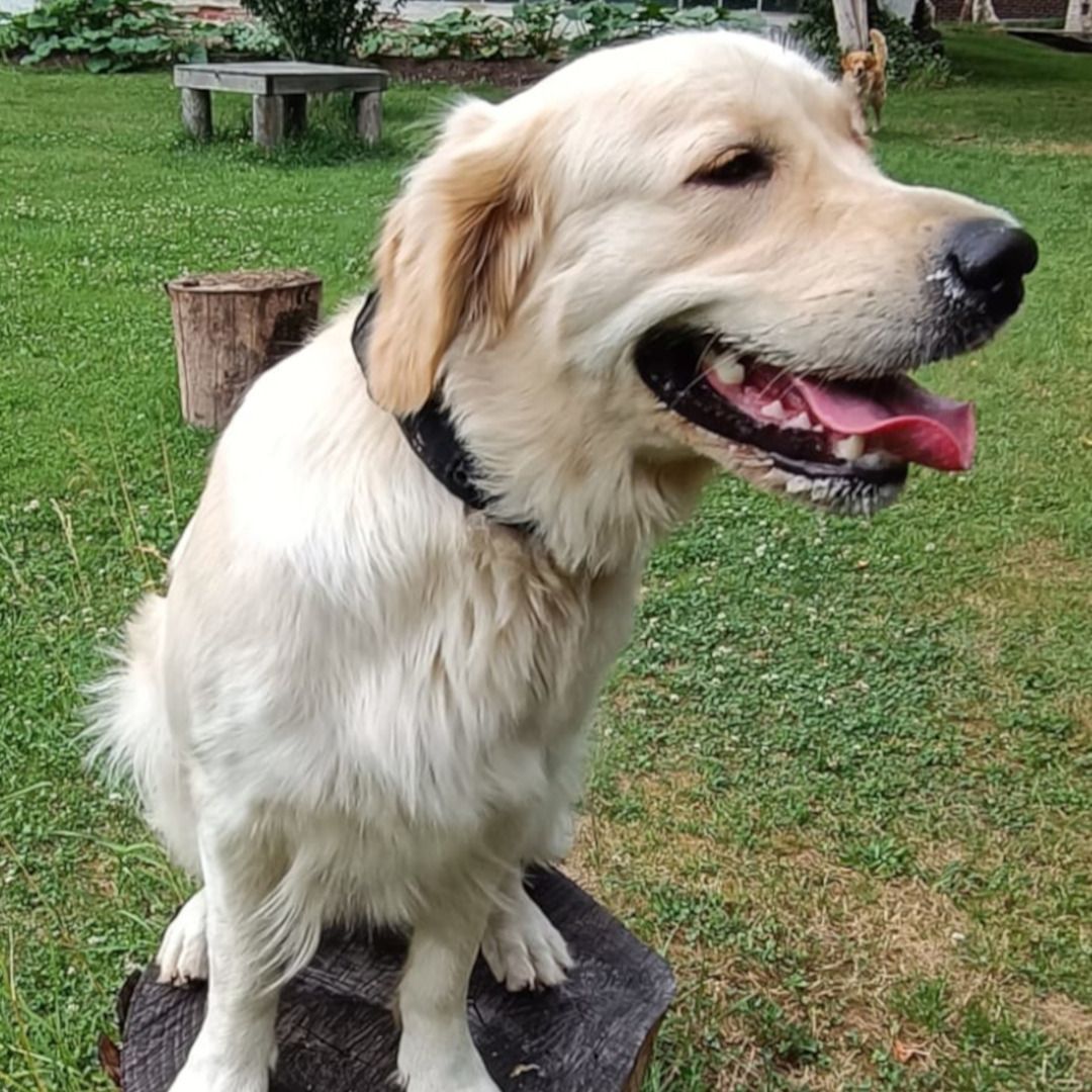 Soutěžní fotografie - Ayra,  Zlatý retriever