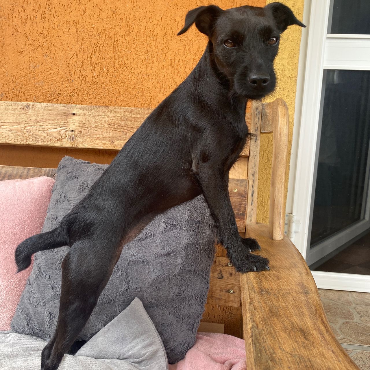 Soutěžní fotografie - Luna,  Patterdale terier