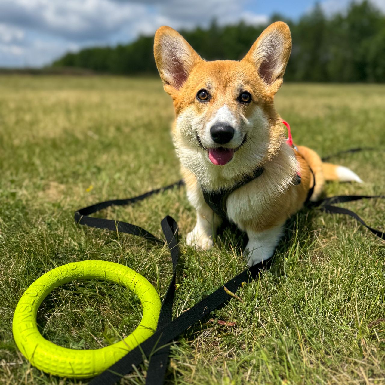 Soutěžní fotografie - Dixie Lou z Kačínovic poupátek,  Welsh Corgi Pembroke
