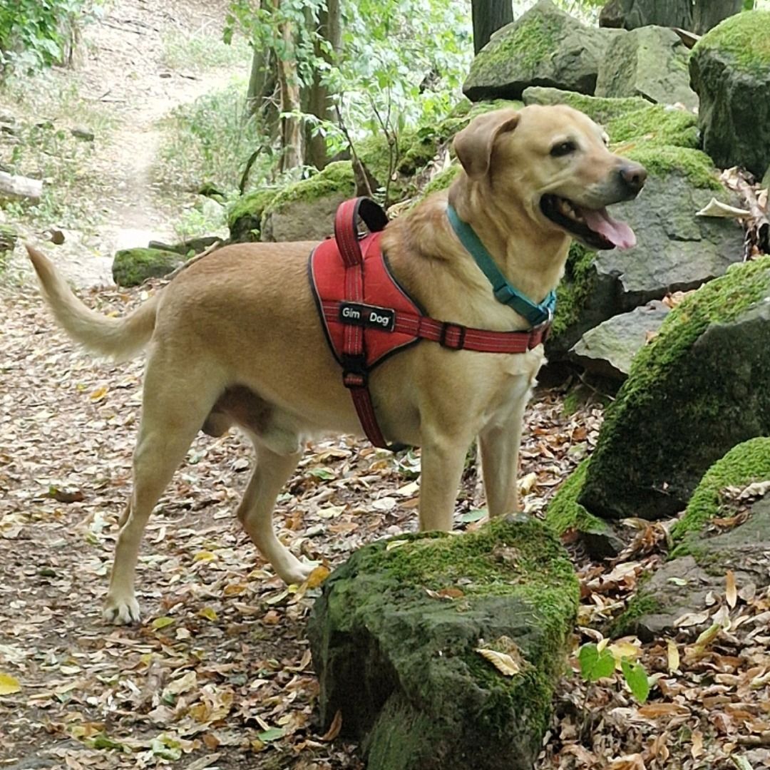 Soutěžní fotografie - Max,  Labradorský retriever