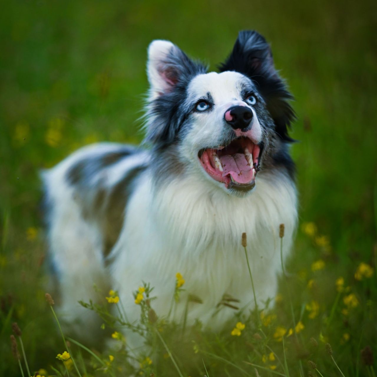 Soutěžní fotografie - Loki,  Border kolie