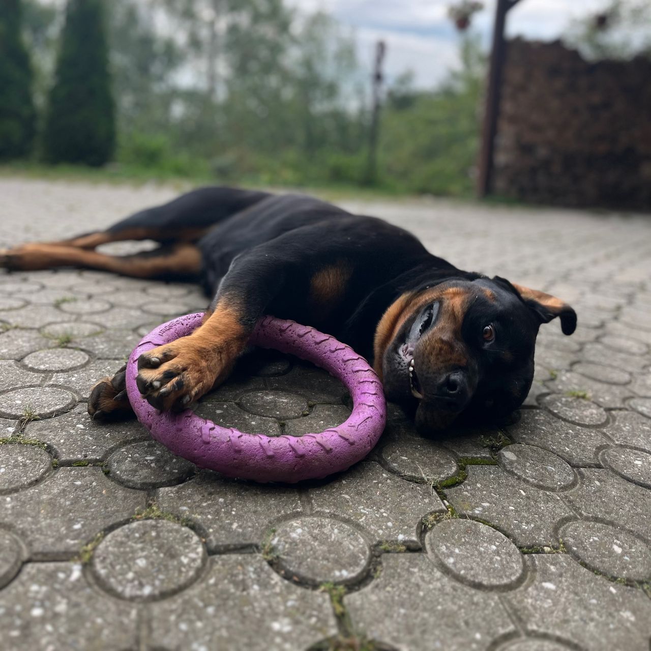 Soutěžní fotografie - Roxy,  Rotvajler