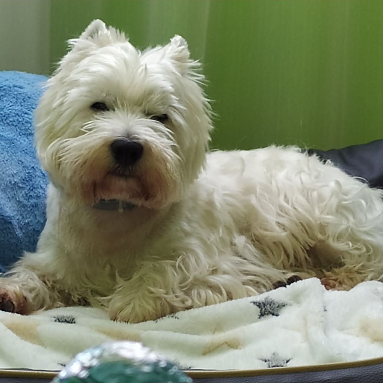 Soutěžní fotografie - Ronny,  West Highland White Terrier